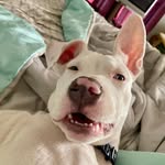 Cyndi Hartmann - @cyndihartmann_2 - Instagram