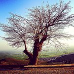 Cynthia Browning - @stonebauer - Instagram