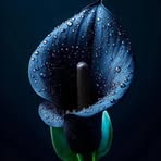 Cynthia Bruce - Facebook