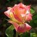 Cynthia Cameron - Facebook
