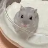 Cynthia.Compton - @cynthiacomptonvzxuzm - TikTok