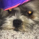 Jay N Cynthia Cone - @jackthedogjaythehuman - Instagram