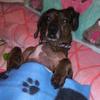 I Love Dogs#Doxie - @cynthia_curet - TikTok