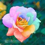 Cynthia Dougherty - Facebook