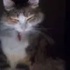 Cynthia Elder - @cynthiaelder4 - TikTok