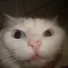 Cynthia - @cynthia_joy - TikTok