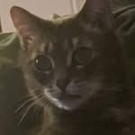 Cynthia Showers Kaiser - @diezydog1974 - Instagram
