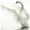 cynthialessard740 - @cynthialessard740 - TikTok