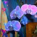 Cynthia Mapes - Facebook