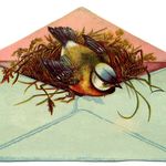Cynthia Maynard - @jaimelesoiseaux49 - Instagram