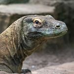 Cynthia Patton - @squirrelmoonknits - Instagram