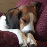 Cynthia Quick - @cindyboingboing - Instagram