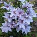 Cynthia Robb - Facebook
