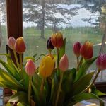 Cynthia Wall Roden - @wallroden - Instagram