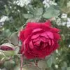 Cynthia Rowe - @cynthia.rowe7 - TikTok