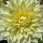 Cynthia Schuler - @sunshine19503 - Instagram