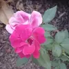 Cynthia Soper - @cynthia.soper - TikTok