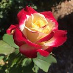 Cynthia Rose Yoder - @thiaroseyoder - Instagram