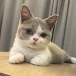 다홍이 - @dahong_nyang - Instagram