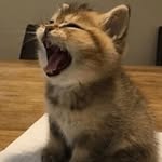 Dac Bui - @cheesemsster9000 - Instagram