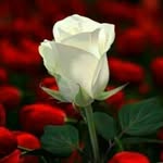 Dadaji Deore - @dadaji.deore.182 - Instagram