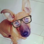 Daddy Pérez - @daddyperezelcachorro - Instagram