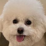 비숑대창이 - @_daechang_ - Instagram