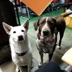 🐶대퐁봉봉스타그램🐶 - @daepongbongbong - Instagram