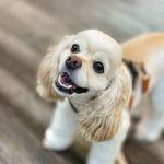 Daewon Kim - @dingurr99 - Instagram