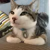 Dafydd Roberts - @dafydd.roberts - TikTok