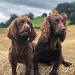 Dafydd Thomas - @dthomas2057 - Instagram