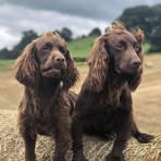 Dafydd Thomas - Facebook