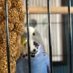 dai thomas - @dai_the_pet_ - Instagram