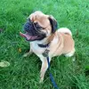 Dai Thomas - @dai.thomas4 - TikTok