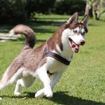 DaiWan呆丸 - @daiwan_husky - Instagram