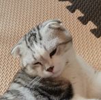 Dai Yang - Facebook