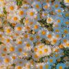 Daisy acres - @pavithradealwis - TikTok