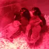 Daisy Acres! - @daisy.acres.farm - TikTok