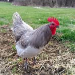Daisy Acres Farm - Facebook