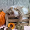 Daisy Creek Acres - @daisy.creek.acres - TikTok