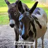 DaisyMae Acres - @daisymaeacres - TikTok