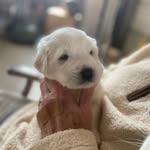 Laurie Klein - @daisy_acres_great_pyrenees - Instagram