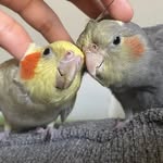 Cuqui, Nori, Bamboo, Daisy & Adele - @birdies.vs.cats - Instagram
