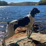 Aiken GSP (Daisy) - @aiken_gsp - Instagram