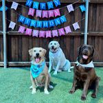 Daisy & Albert & Lucy - @daisy_albert_and_lucy - Instagram