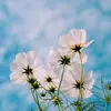 daisyalexander - @daisyalexander98 - TikTok