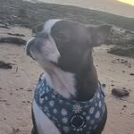 Daisy Allison - @daisydogallison - Instagram