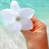 🛍 Daisy 🐣 - @daisy.aloha1 - TikTok