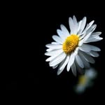 🌼  𝔸𝕟𝕥 𝔻𝕒𝕚𝕤𝕪 𝔸𝕝𝕠𝕟𝕖 🌼 - @ant.daisy.alone - Instagram