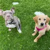 Amber 🦍❤️Daisy 🐾🥰 - @daisyandamber_ - TikTok